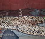 2 vintage 1970s gun cases. Genuine leather and in good condition 